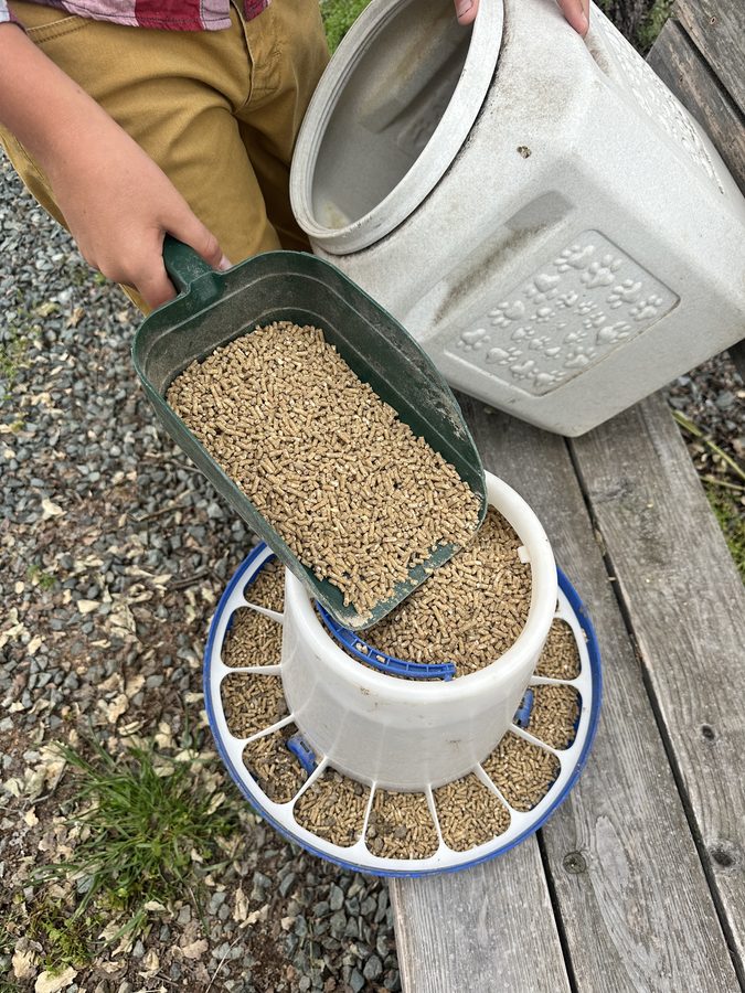 Close-up of Purina Layena Omega-3 feed pellets being scooped into the feeder
